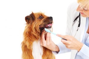 stomatologie veterinara
