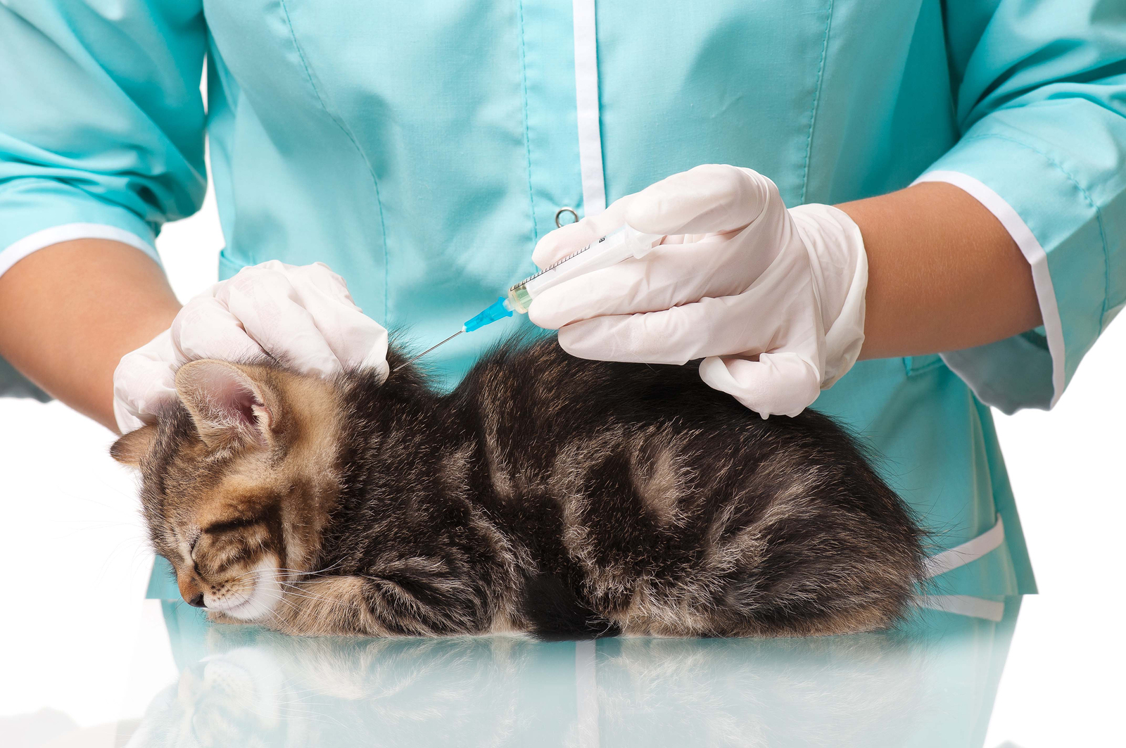 vaccinare pisici